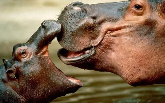 Ringkasan gambar hippo yang paling indah