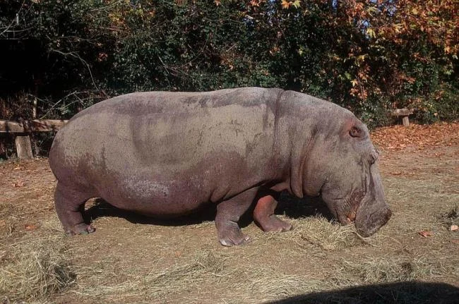 Ringkasan gambar hippo yang paling indah