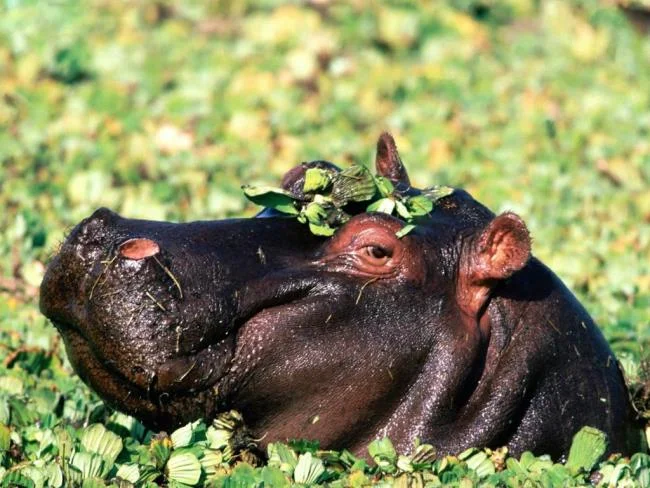 Ringkasan gambar hippo yang paling indah
