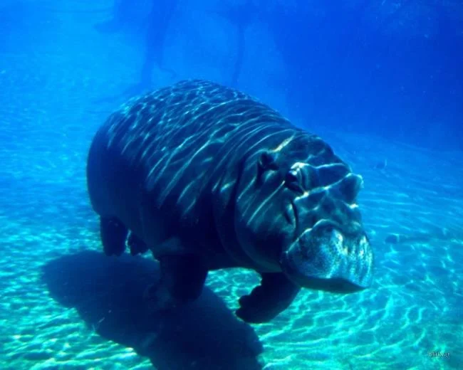Ringkasan gambar hippo yang paling indah