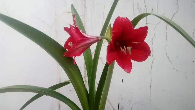 Foto di bellissimi gigli rossi 