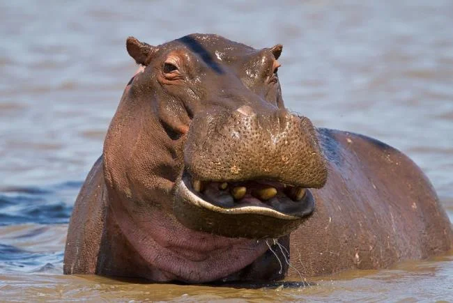 Ringkasan gambar hippo yang paling indah