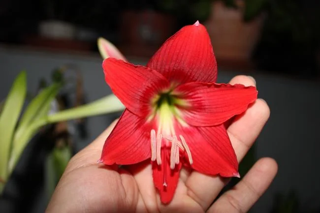 Foto di bellissimi gigli rossi 