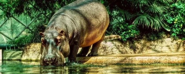Ringkasan gambar hippo yang paling indah