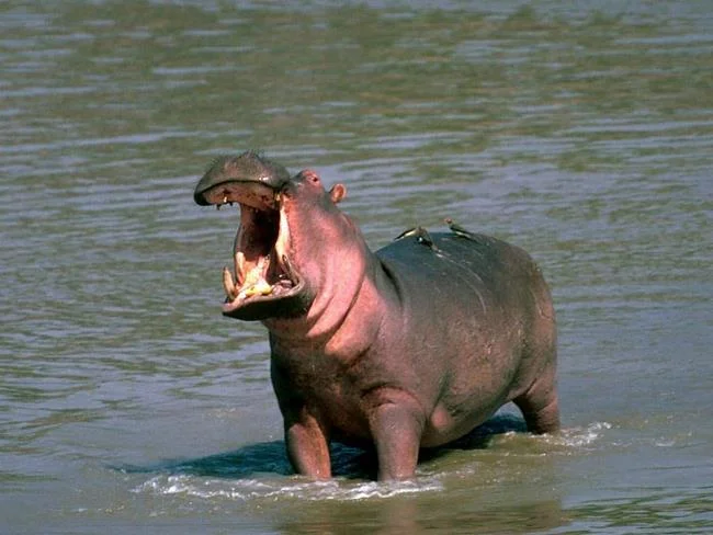 Ringkasan gambar hippo yang paling indah