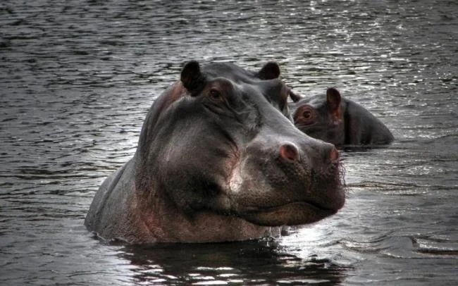 Ringkasan gambar hippo yang paling indah