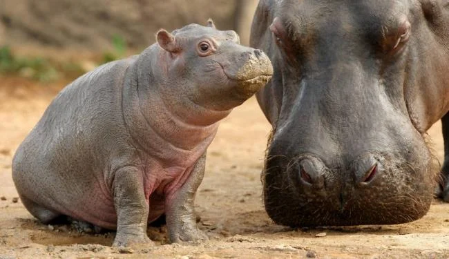 Ringkasan gambar hippo yang paling indah