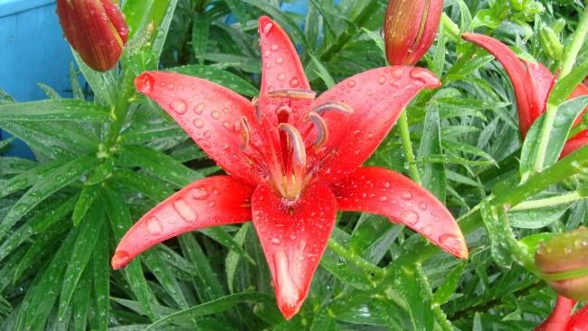 Foto di bellissimi gigli rossi 