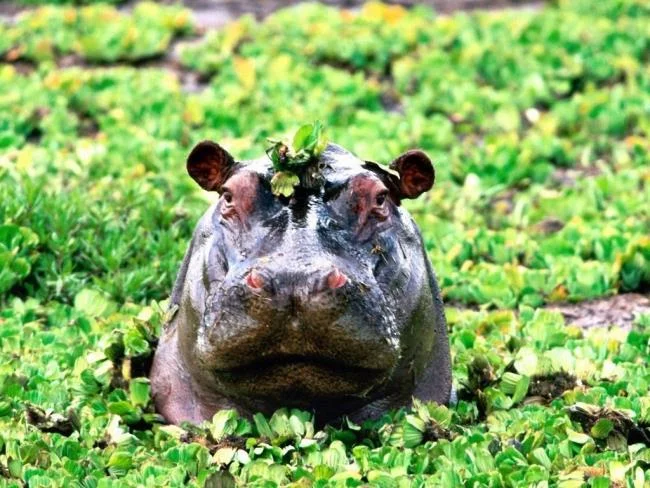 Ringkasan gambar hippo yang paling indah