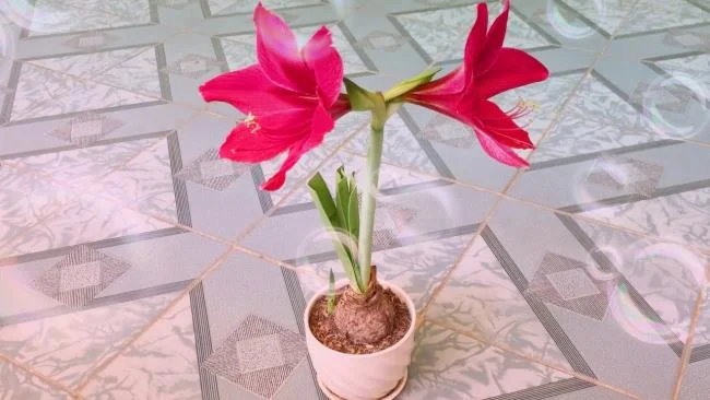 Foto di bellissimi gigli rossi 