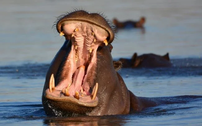 Ringkasan gambar hippo yang paling indah