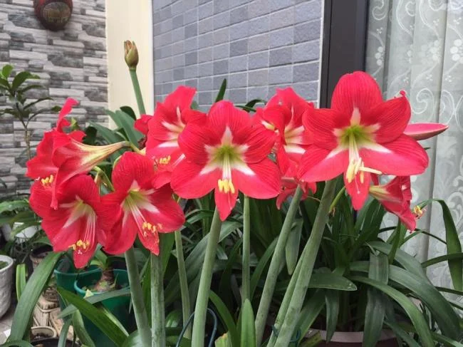 Foto di bellissimi gigli rossi 