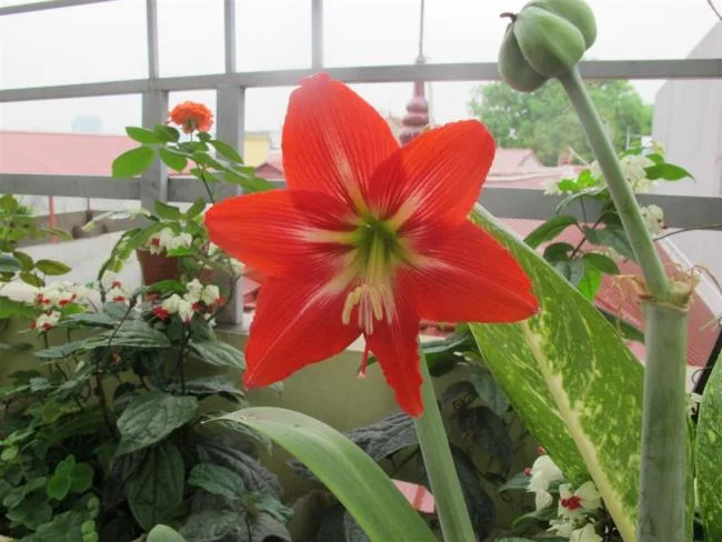 Foto di bellissimi gigli rossi 