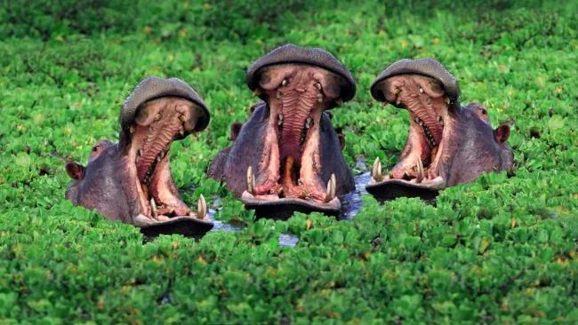 Ringkasan gambar hippo yang paling indah