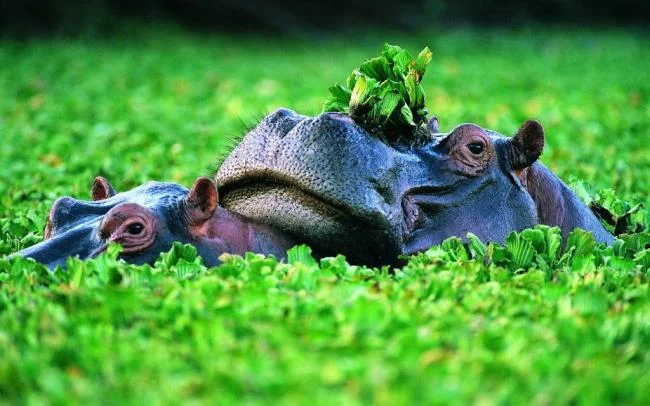 Ringkasan gambar hippo yang paling indah