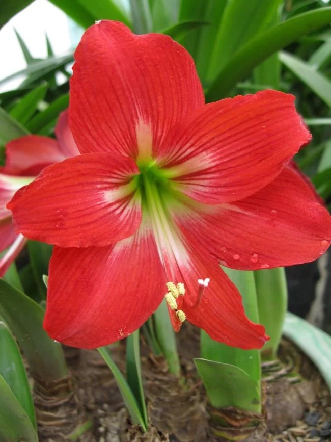 Foto di bellissimi gigli rossi 