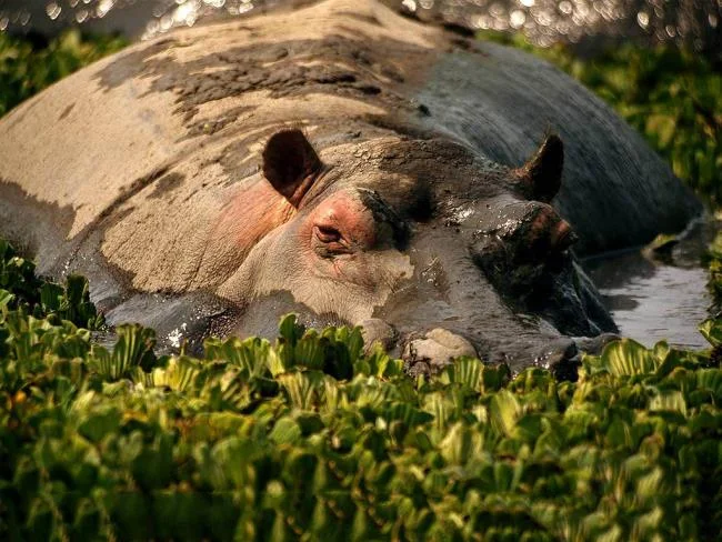 Ringkasan gambar hippo yang paling indah