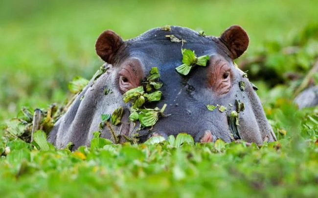 Ringkasan gambar hippo yang paling indah