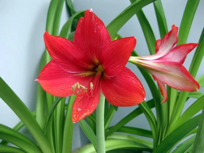 Foto di bellissimi gigli rossi 