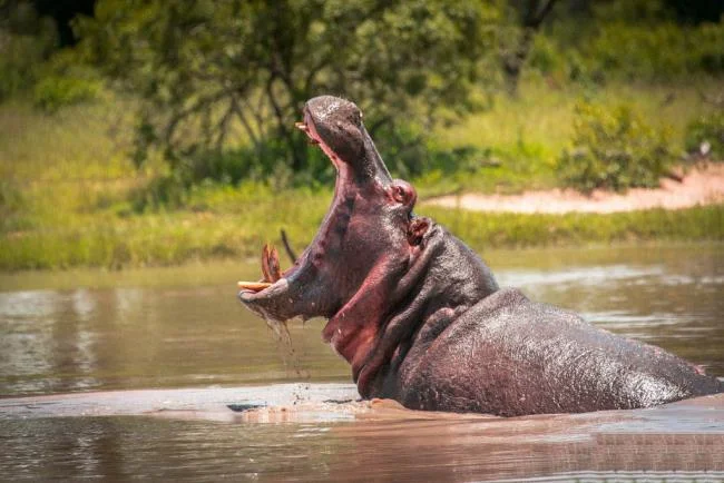 Ringkasan gambar hippo yang paling indah