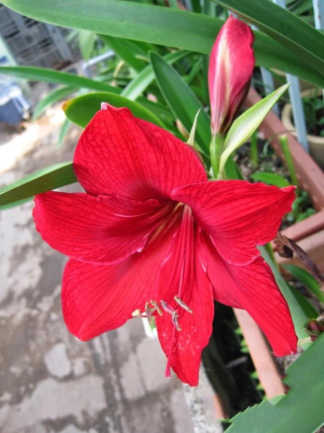 Foto di bellissimi gigli rossi 