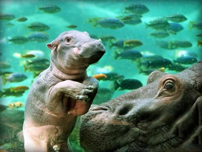 Ringkasan gambar hippo yang paling indah