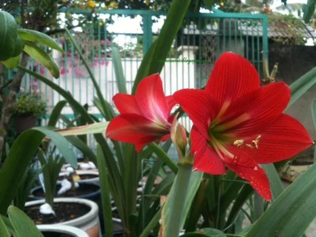 Foto di bellissimi gigli rossi 