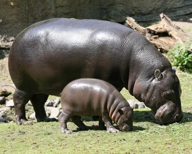 Ringkasan gambar hippo yang paling indah