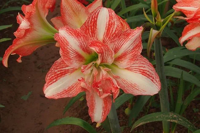 Foto di bellissimi gigli rossi 