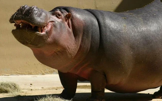 Ringkasan gambar hippo yang paling indah