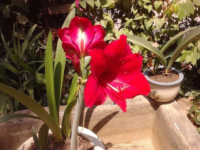 Foto di bellissimi gigli rossi 