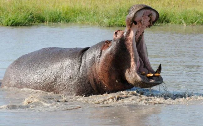 Ringkasan gambar hippo yang paling indah