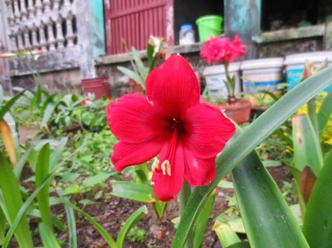 Foto di bellissimi gigli rossi 