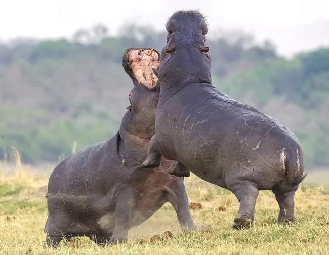 Ringkasan gambar hippo yang paling indah