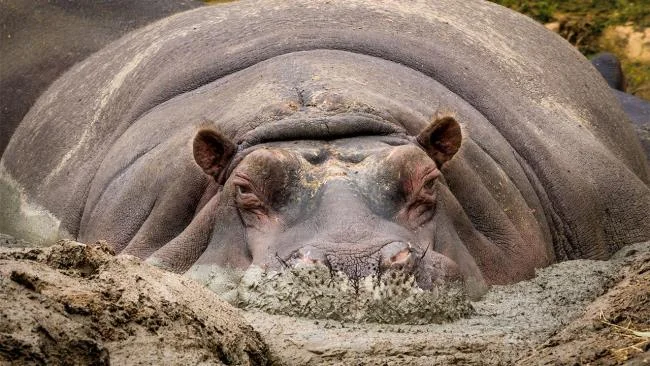 Ringkasan gambar hippo yang paling indah