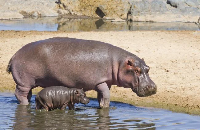 Ringkasan gambar hippo yang paling indah