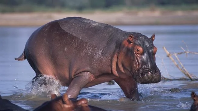 Ringkasan gambar hippo yang paling indah
