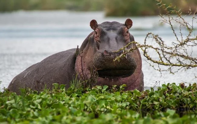 Ringkasan gambar hippo yang paling indah