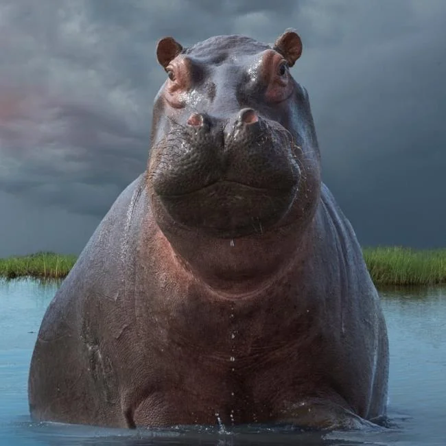 Ringkasan gambar hippo yang paling indah