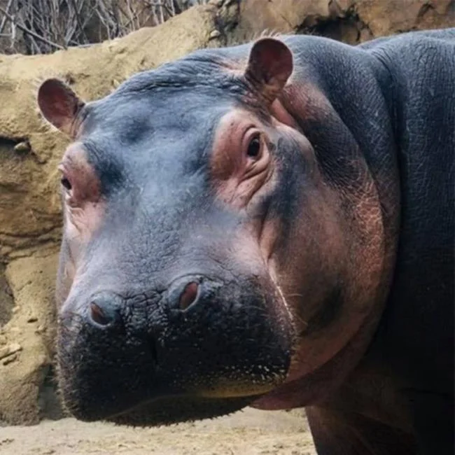 Ringkasan gambar hippo yang paling indah