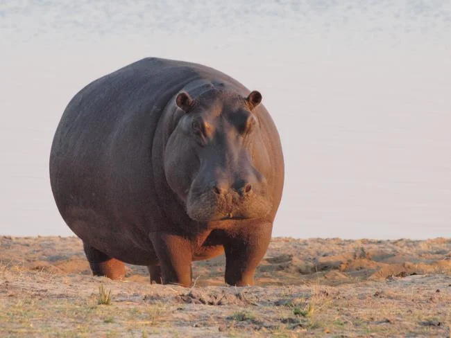 Ringkasan gambar hippo yang paling indah