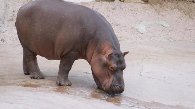 Ringkasan gambar hippo yang paling indah