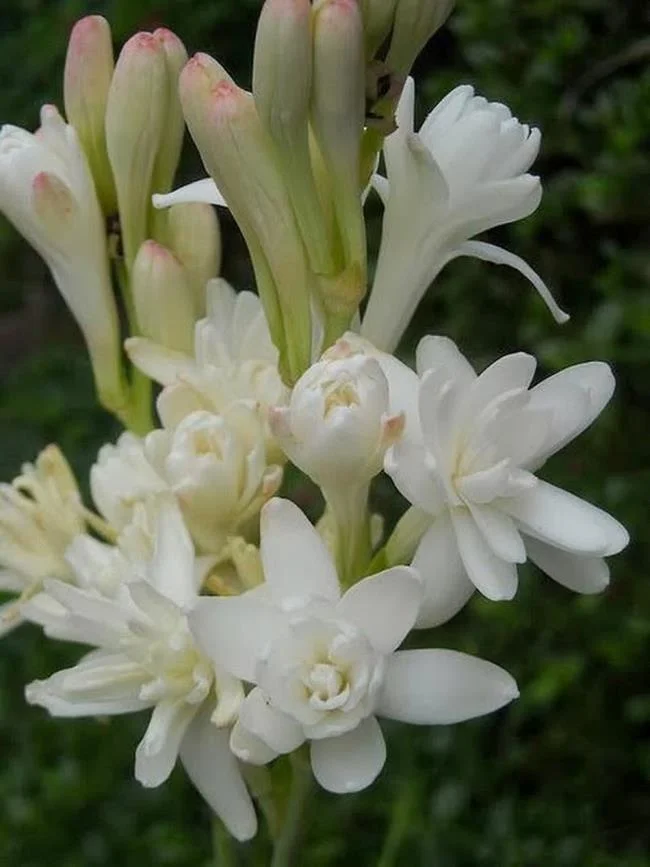 Belle immagini di gigli bianchi