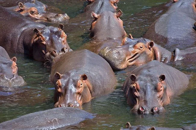 Ringkasan gambar hippo yang paling indah