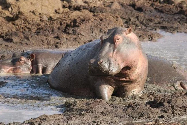 Ringkasan gambar hippo yang paling indah