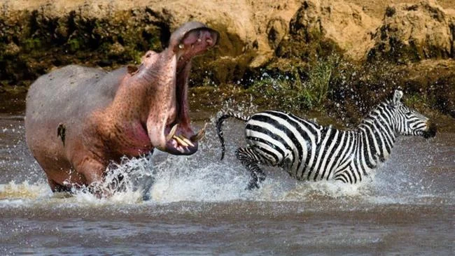 Ringkasan gambar hippo yang paling indah