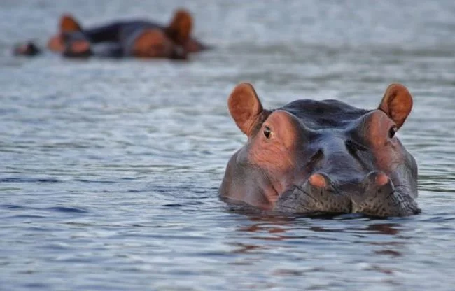 Ringkasan gambar hippo yang paling indah
