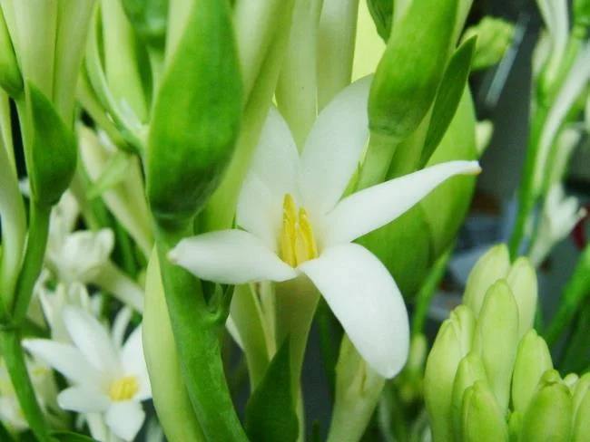 Belle immagini di gigli bianchi