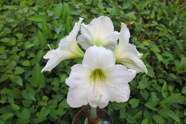 Belle immagini di gigli bianchi