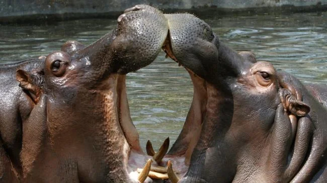 Ringkasan gambar hippo yang paling indah